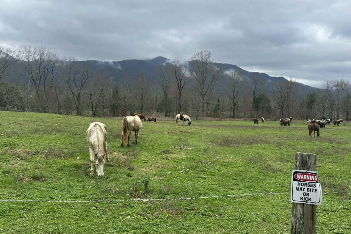 First Time Visitor Tips for the Peaceful Side of the Smokies