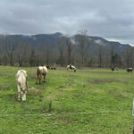 First Time Visitor Tips for the Peaceful Side of the Smokies