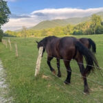 How To Plan a Peaceful Morning in Cades Cove
