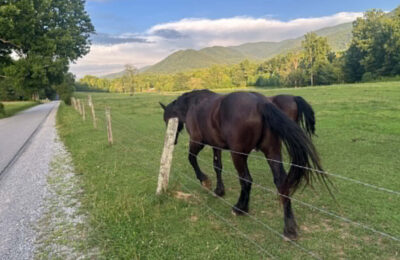 How To Plan a Peaceful Morning in Cades Cove